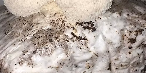 Serie de jardiner\u00eda con hongos: Cultivo de hongos melena de le\u00f3n