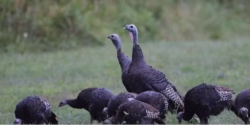 An Overview of the Pennsylvania Game Commission's Research on Wild Turkeys