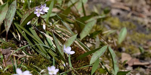 Meet the Spring Ephemerals - Forage City KW Monthly Walk
