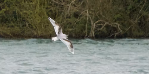 Evening Field Trip to Chichester Gravel Pits