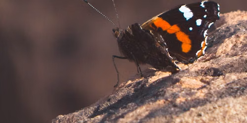 Big Butterfly Count at the Castle