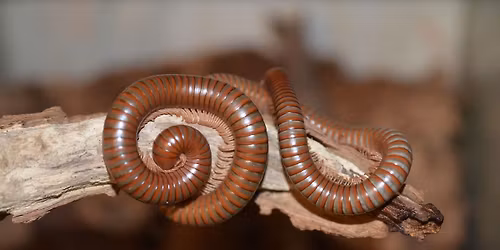 "Tausendf\u00fc\u00dfer" - Vortrag von Nina Rassinger