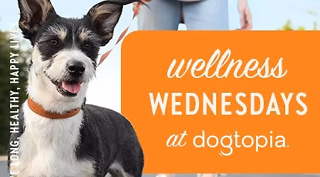 Wellness Wednesday
