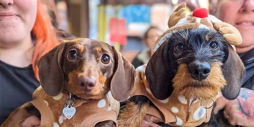 Glasgow - Dashing Dachshund Christmas Tour \ud83c\udf84