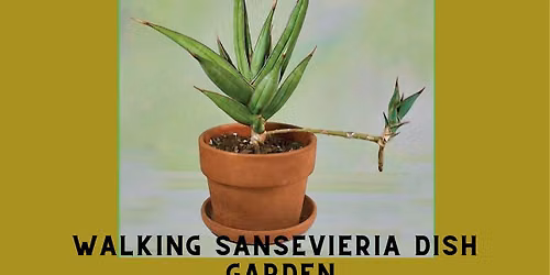Walking Sansevieria Dishgarden Class