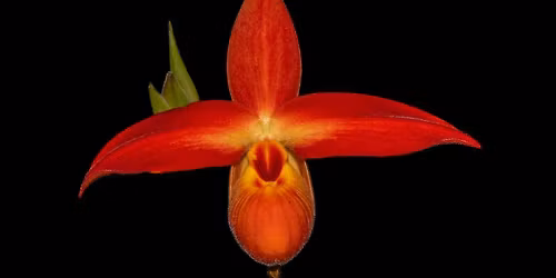 AOS Northeast Judging Center Monthly Judging, Northboro MA