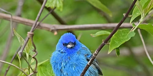 Springtime Bird Outing with BLM & NPS POHE