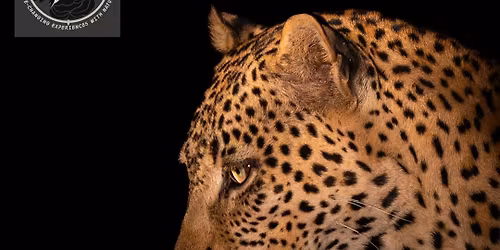 Valley of the Leopards - Safari in South Luangwa National Park