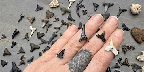 Shark Tooth and Silver Workshop DIY Ring or Pendant Building
