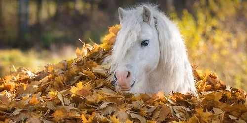 Fall in love with horses camp