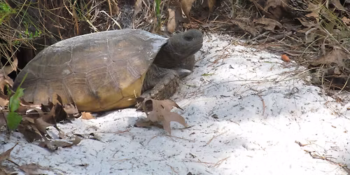 Free Ranger-Led Tour of the Turkey Creek Sanctuary
