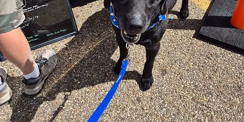 AKC Urban Canine Testing (CGCU)