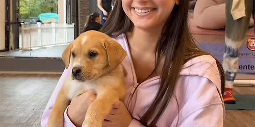 Puppy Yoga Brooklyn NY  Dachshund  Puppies (Saturday)