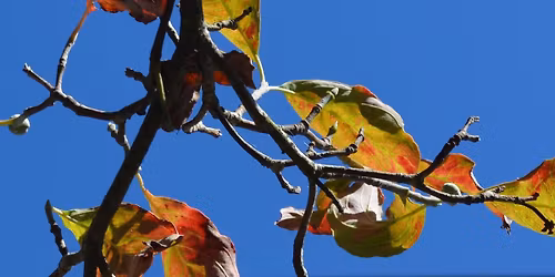 2026 Spring Glen ONE-DAY FREE Giveaway