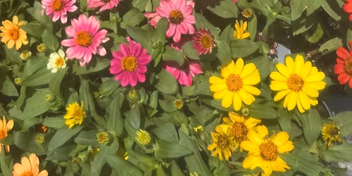 Ask a Master Gardener Event