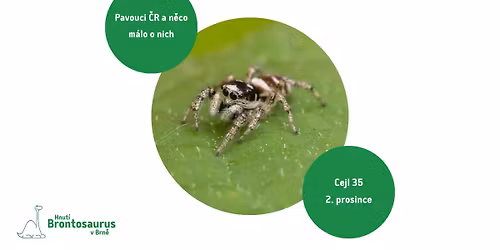 Pavouci \u010cR a n\u011bco m\u00e1lo o nich \ud83d\udd77\ufe0f