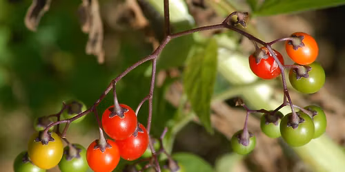 Noxious Plants