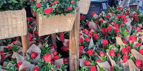 Sant Jordi solidari amb els infants amb c\u00e0ncer