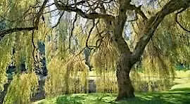 The Guardianship of "YEW" Meditation with Debbie