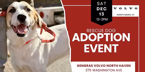 Adopt a Rescue Dog in North Haven CT