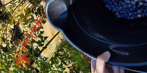 Lammas Blueberry Witch Pick