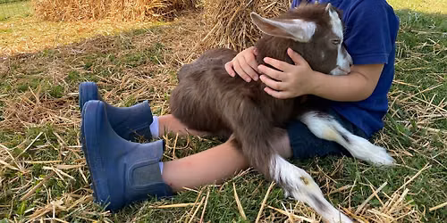 Baby Goat Cuddling & Farm Fun!