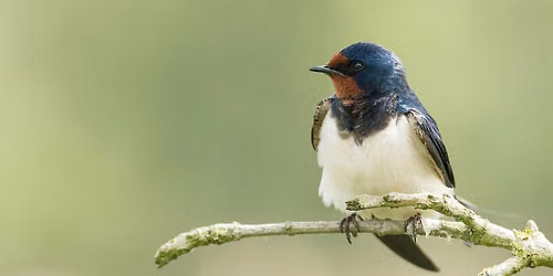 Summer Bird Walk- Saturday, June 20