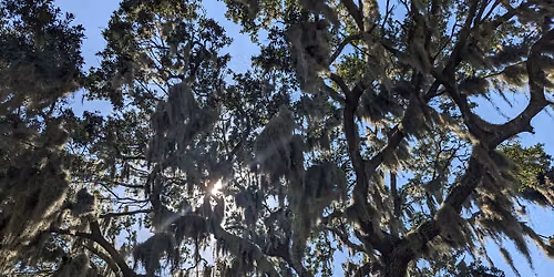 Meet your Forest: Tree and Fungi Walk and Talk