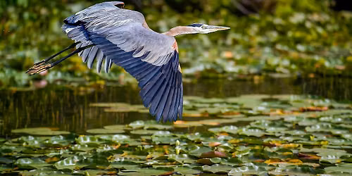 Evening Bird Walk at Kenilworth Aquatic Gardens
