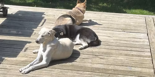 Landis Charity Christmas Party