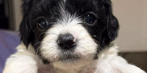 Paint with Puppies