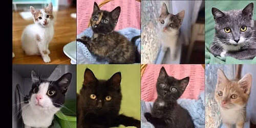 Little Muffins Kitten Rescue & Kentucky Animal Tales Adoption Event