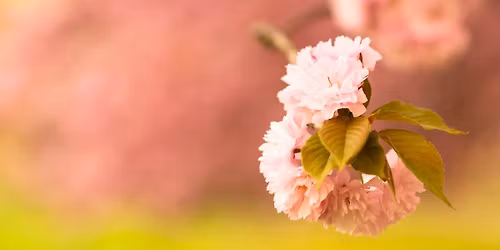 \ud83c\udf38 Blossom Minis with Brittany \ud83d\udcf8 2026