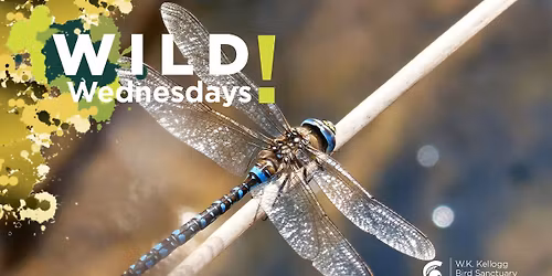 Wild Wednesdays! Dragonflies and Damselflies