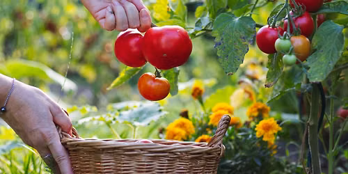 INTRO TO  VEGETABLE  GARDENING