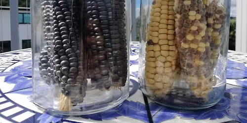 Introduction to Seed Saving - KOHA workshop