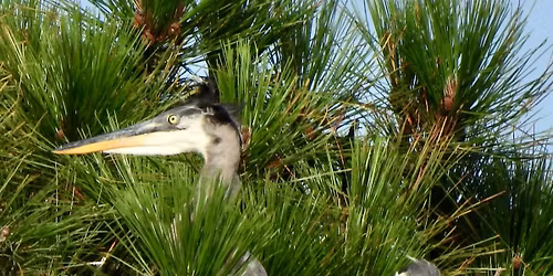 Veteran's Park Bird Walk