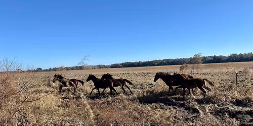 Paynes Prairie Wilderness Escape