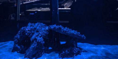  Shark, Eel & Ray Feeding