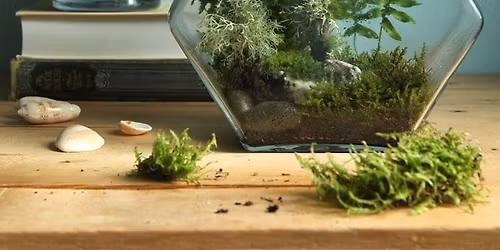 Create a Terrarium 