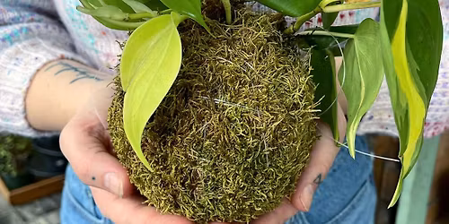 Kokedama Moss Balls - Thursday November 13th, 6:30pm - 8pm