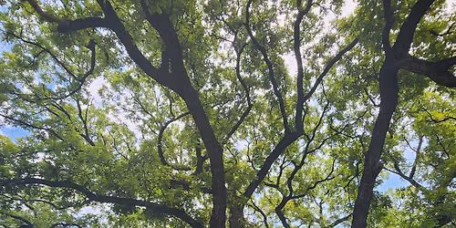 "Forest Bathing" Guided Experience