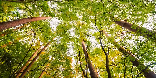 \u00c0 la d\u00e9couverte de nos arbres 