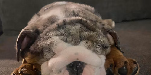 \ud83c\udf89 Reign Dynasty Bulldog\u2019s Bulldog Bash \ud83c\udf89
