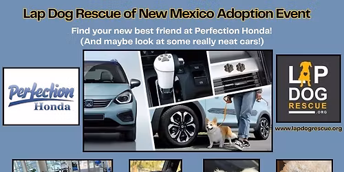 Lap Dog Rescue of New Mexico Adoption Event hosted by Perfection Honda
