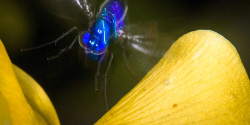 Meet your local neighborhood pollinators (Ages 13+)
