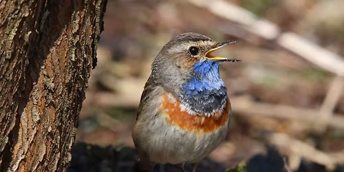 Le retour du printemps avec les oiseaux de la vall\u00e9e de la Lys
