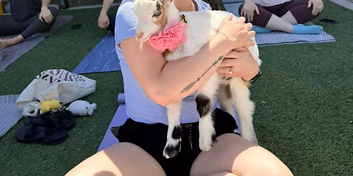 Sunset Baby Goat Yoga with Denver Love Goats