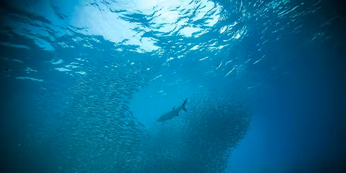 Underwater sound: Sea life to Submarines with TKMS ATLAS UK