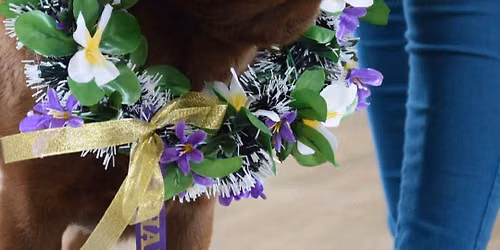 \ud83c\udf83\ud83d\udc15 Lolly's HALLOWEEN FUN DOG SHOW \ud83d\udc15\ud83c\udf83 SUNDAY 18th OCTOBER